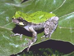 Image of Bird-voiced Treefrog