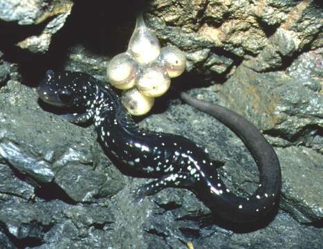 Image of Western Slimy Salamander