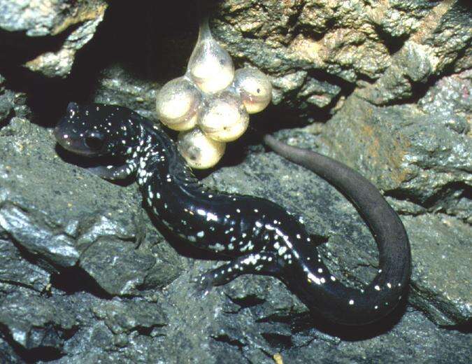 Image of Western Slimy Salamander