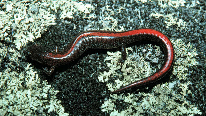 Image of Ozark Zigzag Salamander