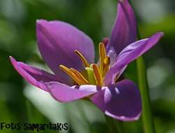 Image of Tulipa saxatilis Sieber ex Spreng.