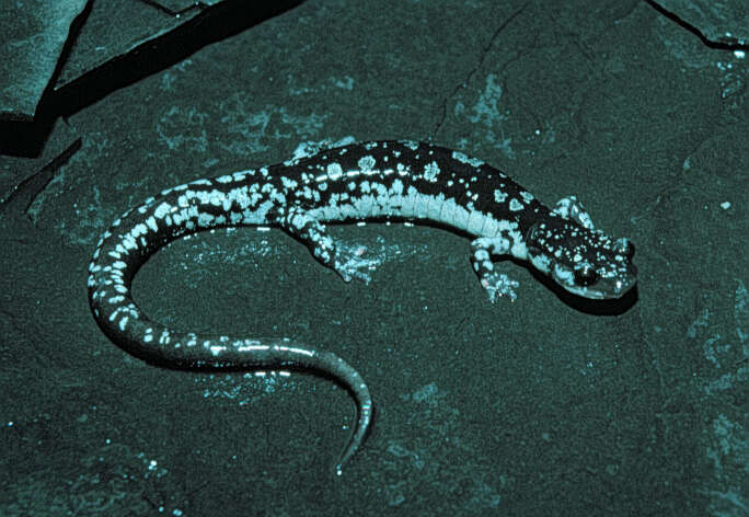 Image of Fourche Mountain Salamander