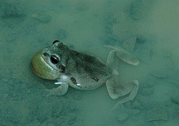Image of Strecker's Chorus Frog
