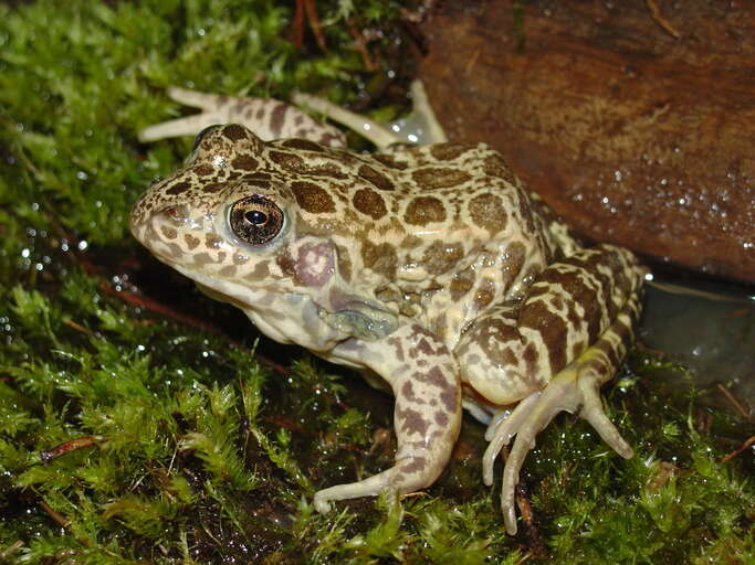 Image of Southern Crawfish Frog