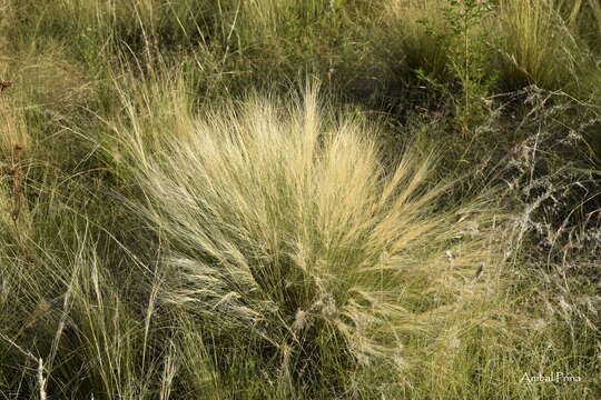 Image of Aristida niederleinii Mez