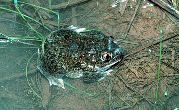 Image of Plains Spadefoot