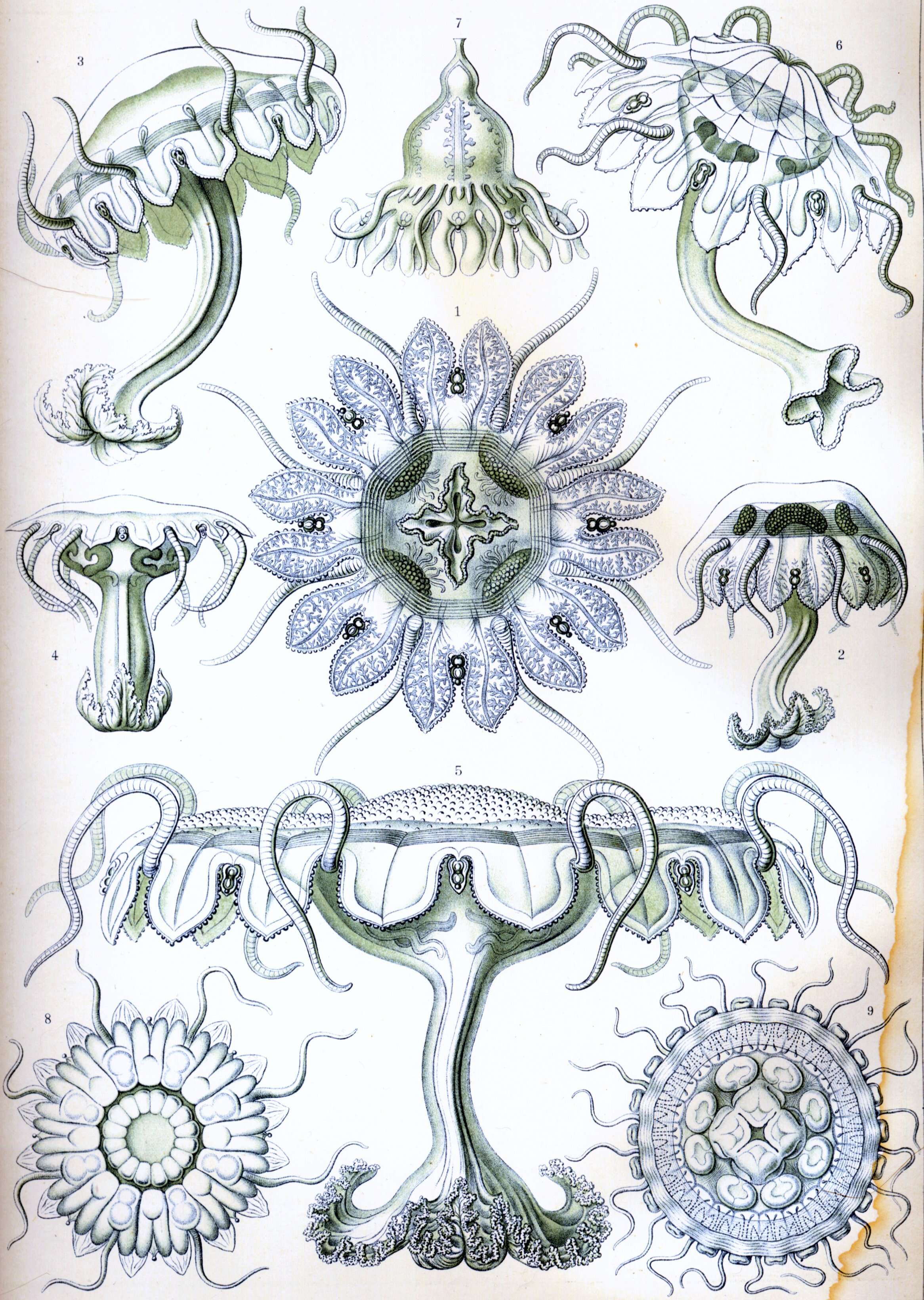 Image of Crown jellyfish