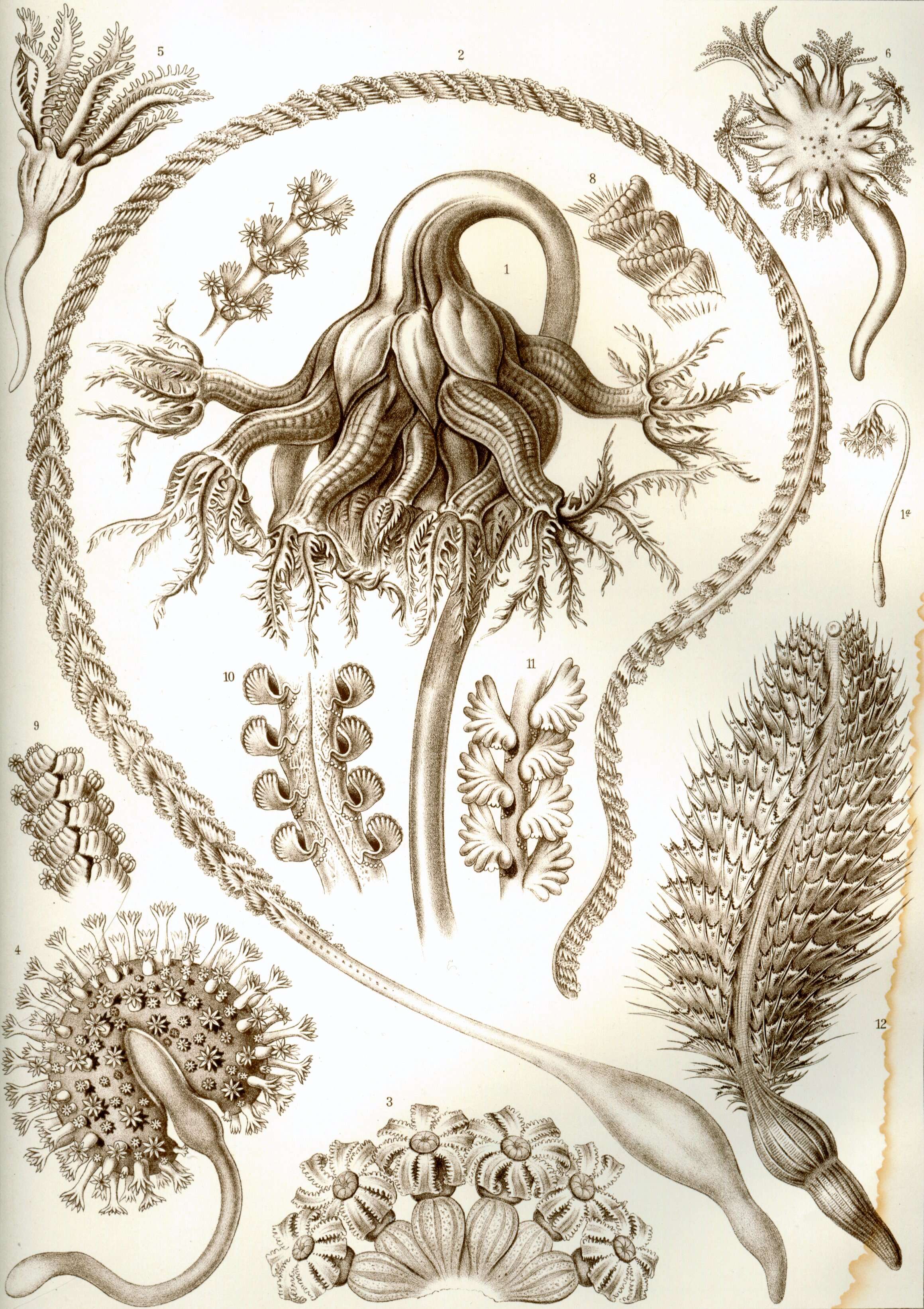 Imagem de Pennatulacea Verrill 1865