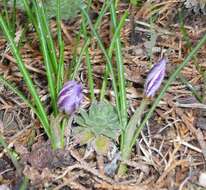 Image of smooth crocus