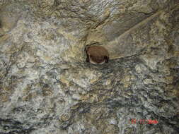 Image of whiskered bat, european whiskered bat