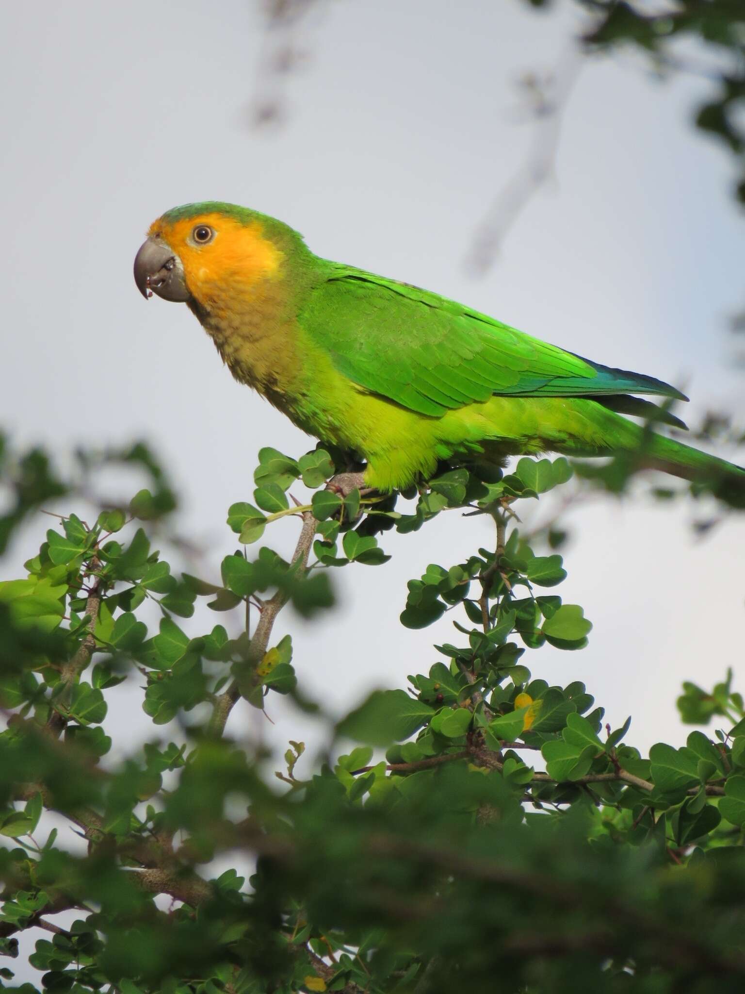 Image of Eupsittula pertinax pertinax (Linnaeus 1758)