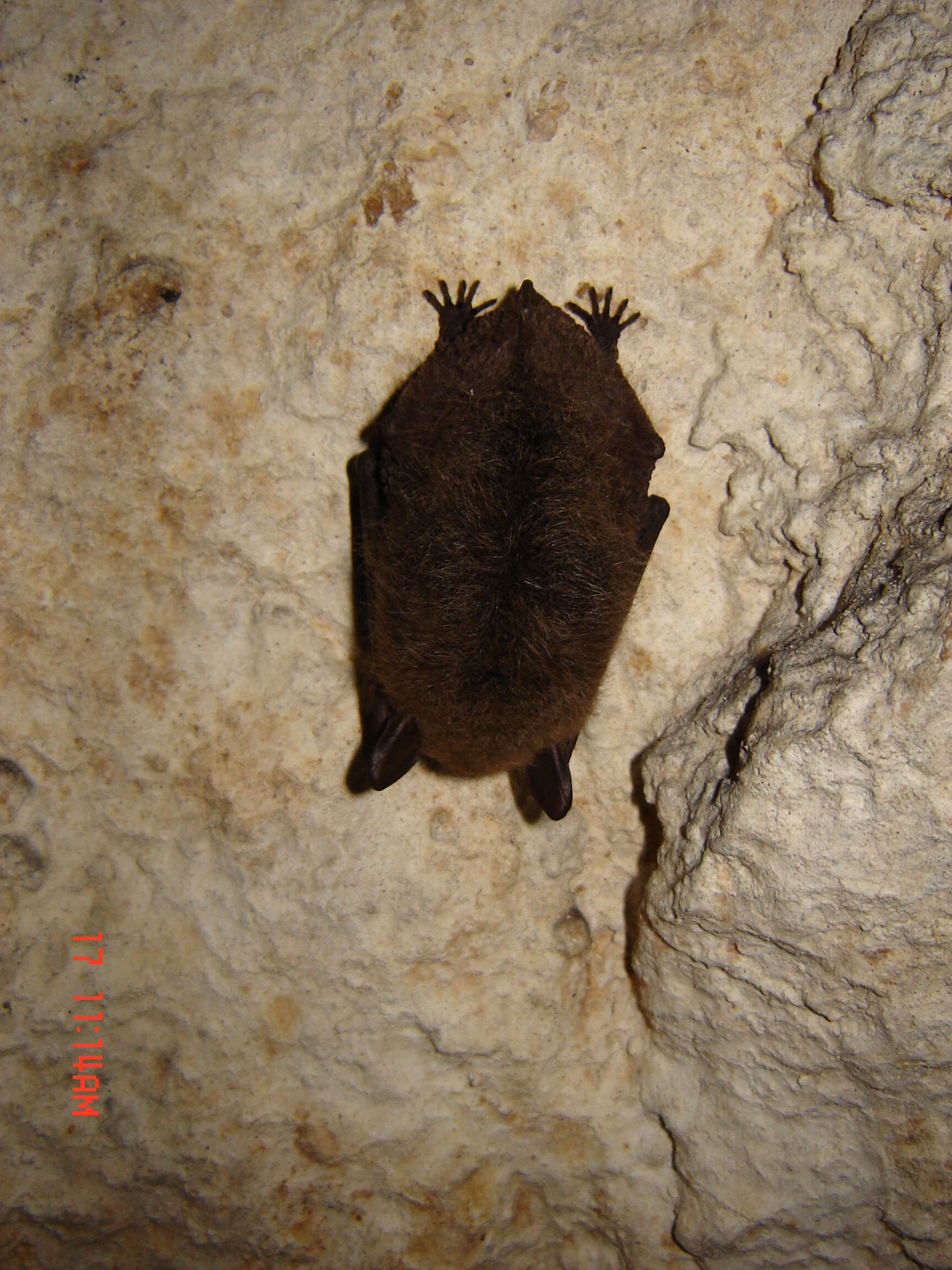 Image of whiskered bat, european whiskered bat