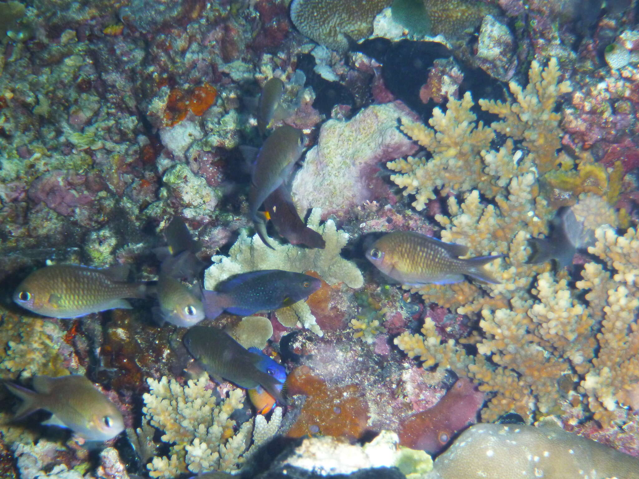 Image of Coral Beauty Angel