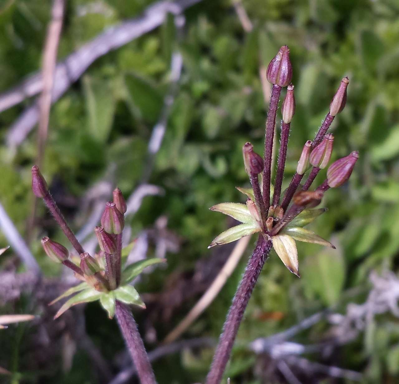 Слика од Chaerophyllum australianum K. F. Chung