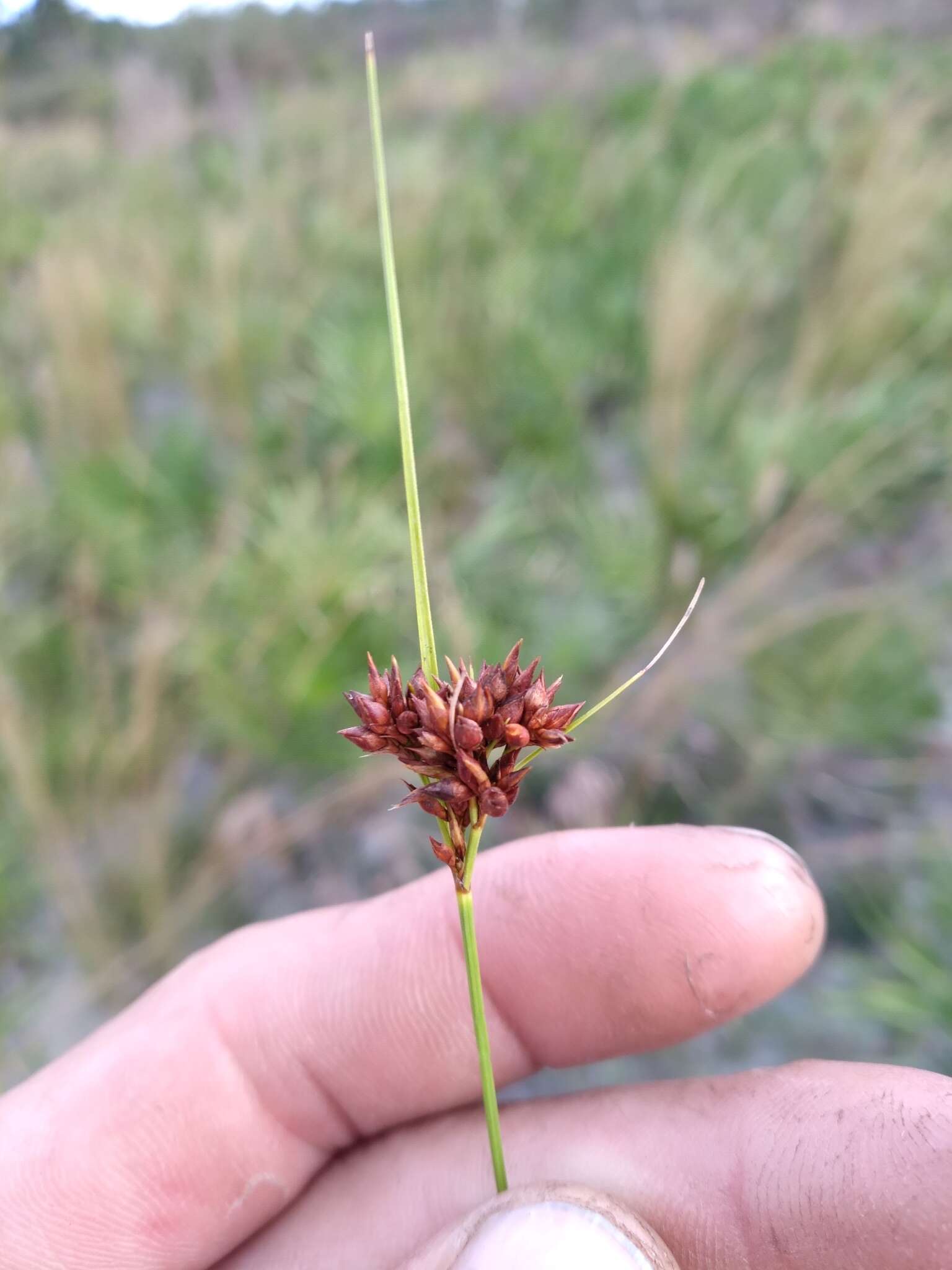 Image of Pine-Barren Beak Sedge