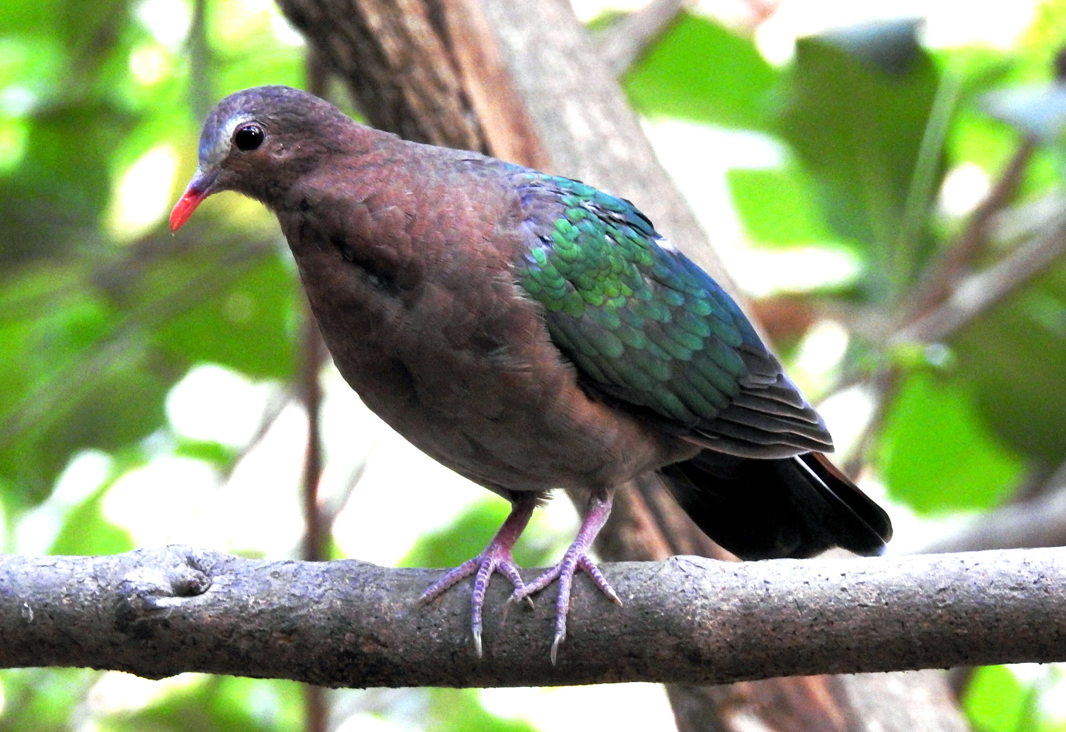 Image of Common Emerald Dove