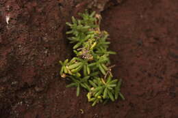 Image of Spergularia azorica (Kindb.) Lebel