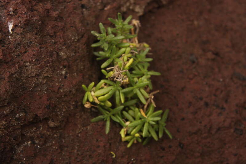 Image of Spergularia azorica (Kindb.) Lebel