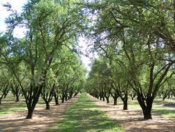 Imagem de Prunus dulcis (Mill.) D. A. Webb