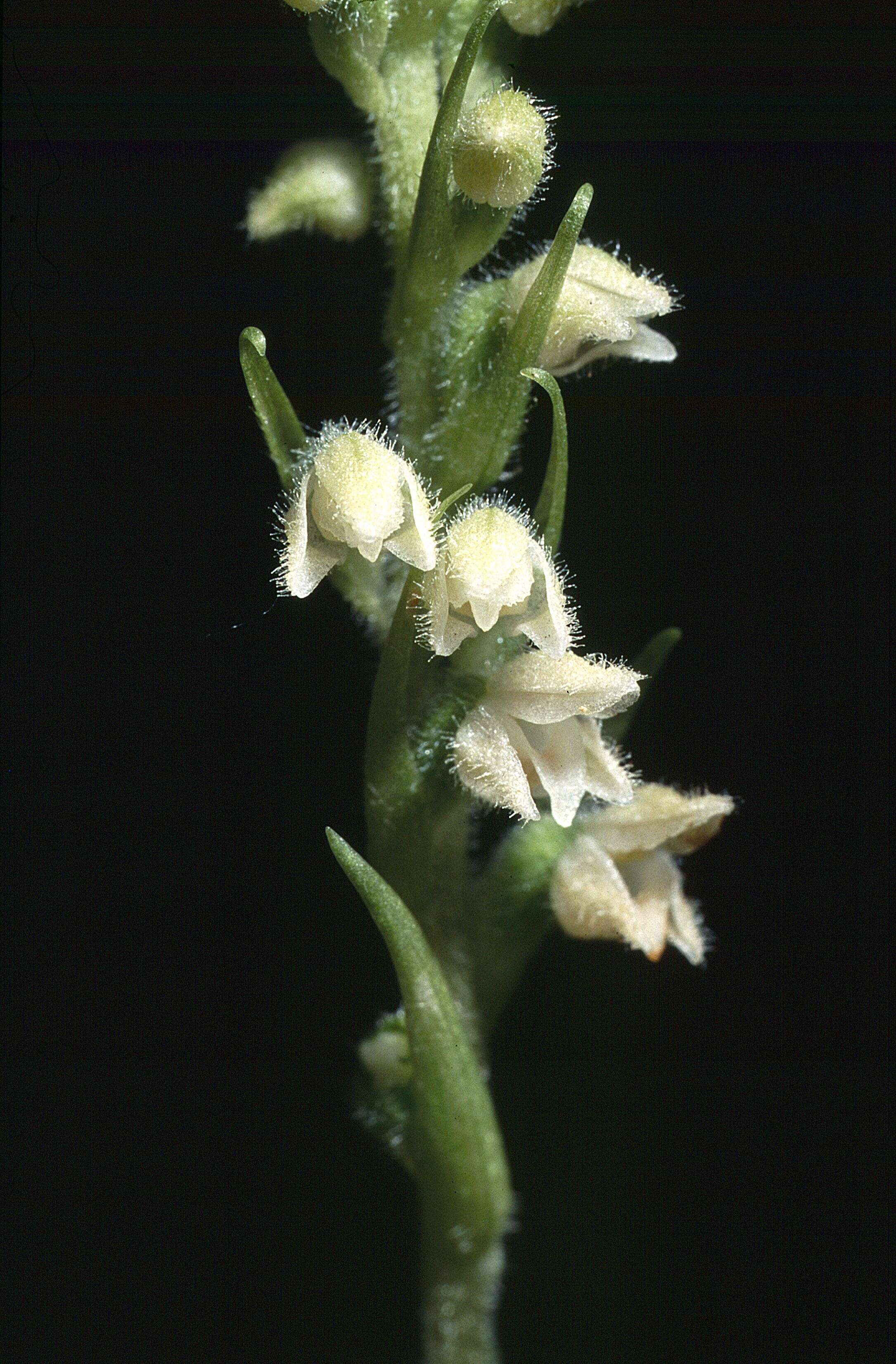 Image of Dwarf rattlesnake plantain (America)