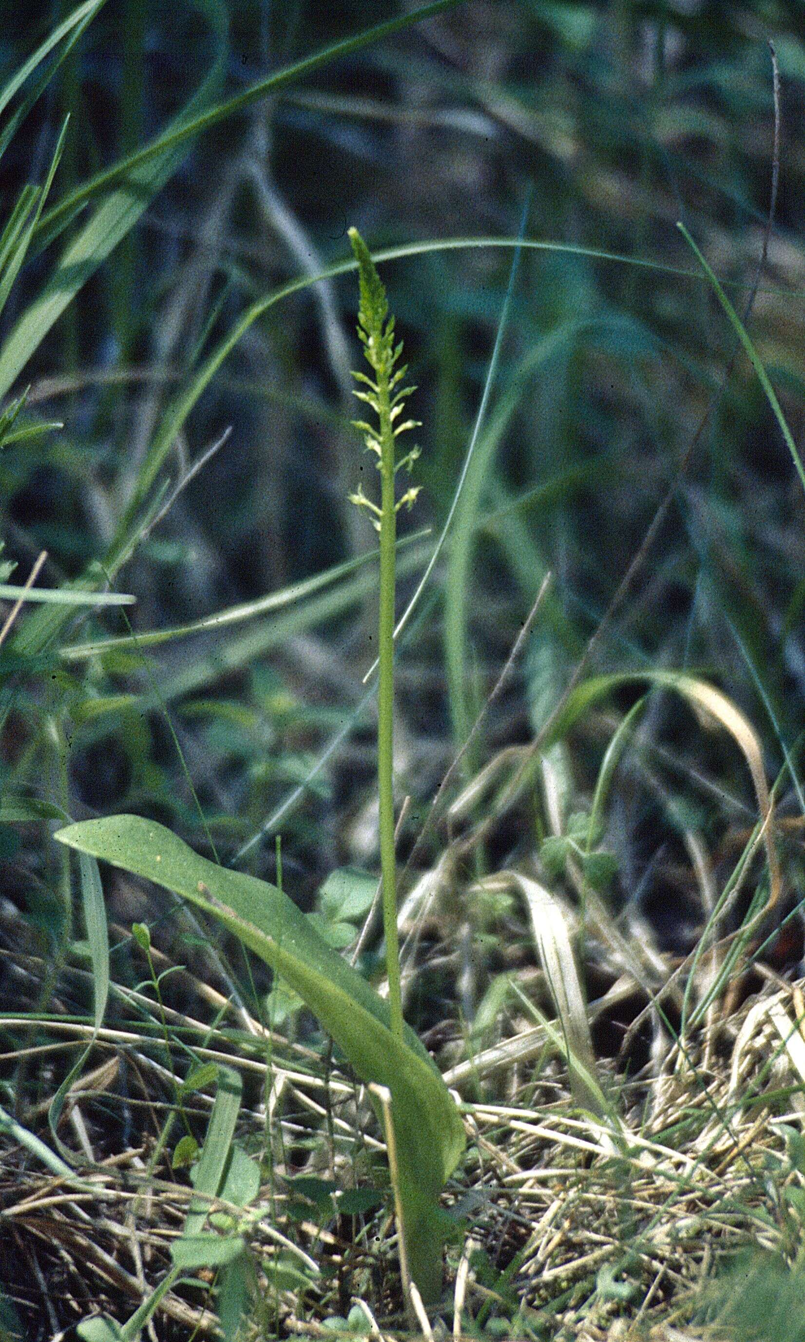 Image de Malaxis monophyllos (L.) Sw.