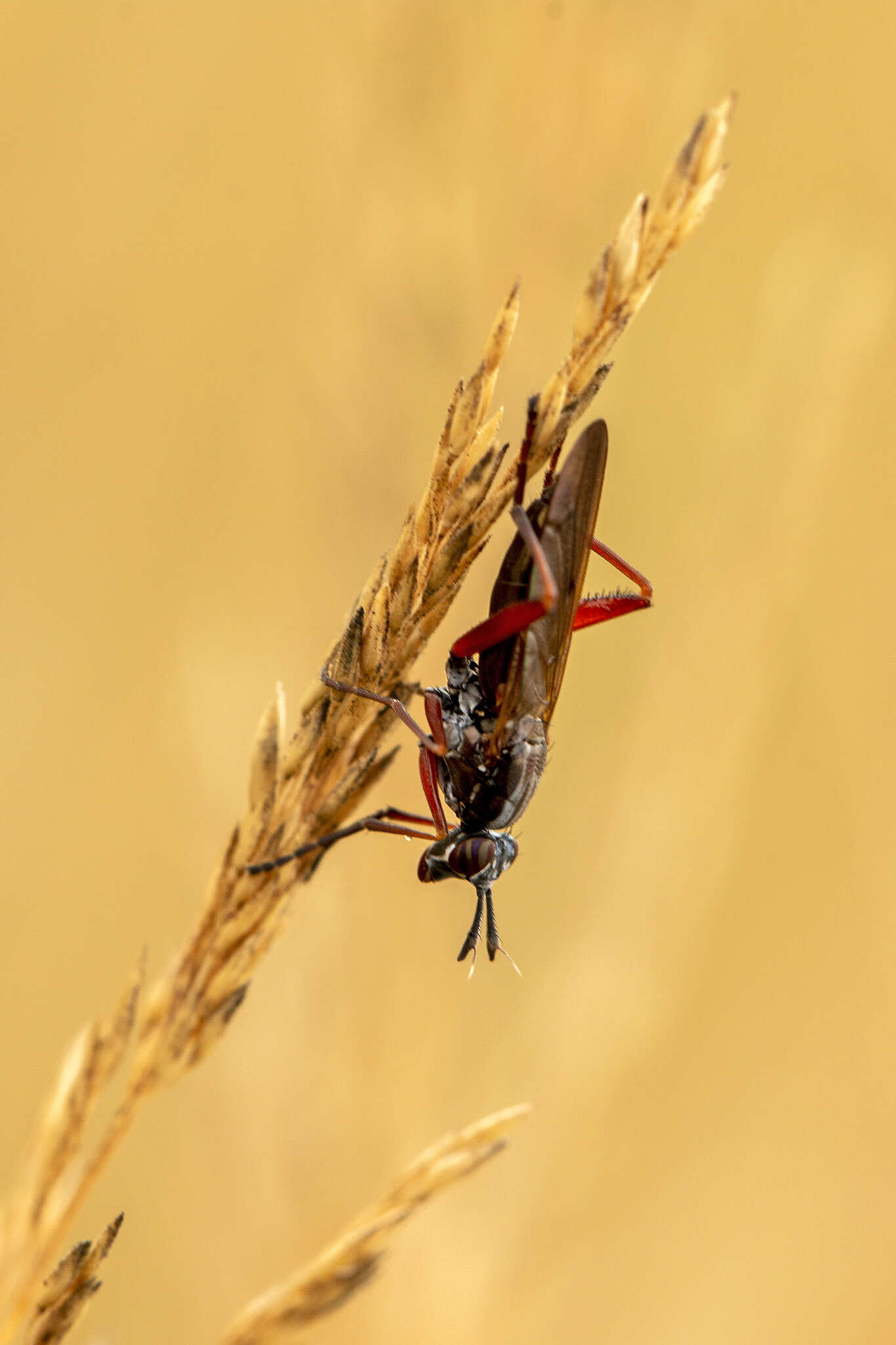 Imagem de Sepedon sphegea (Fabricius 1775)