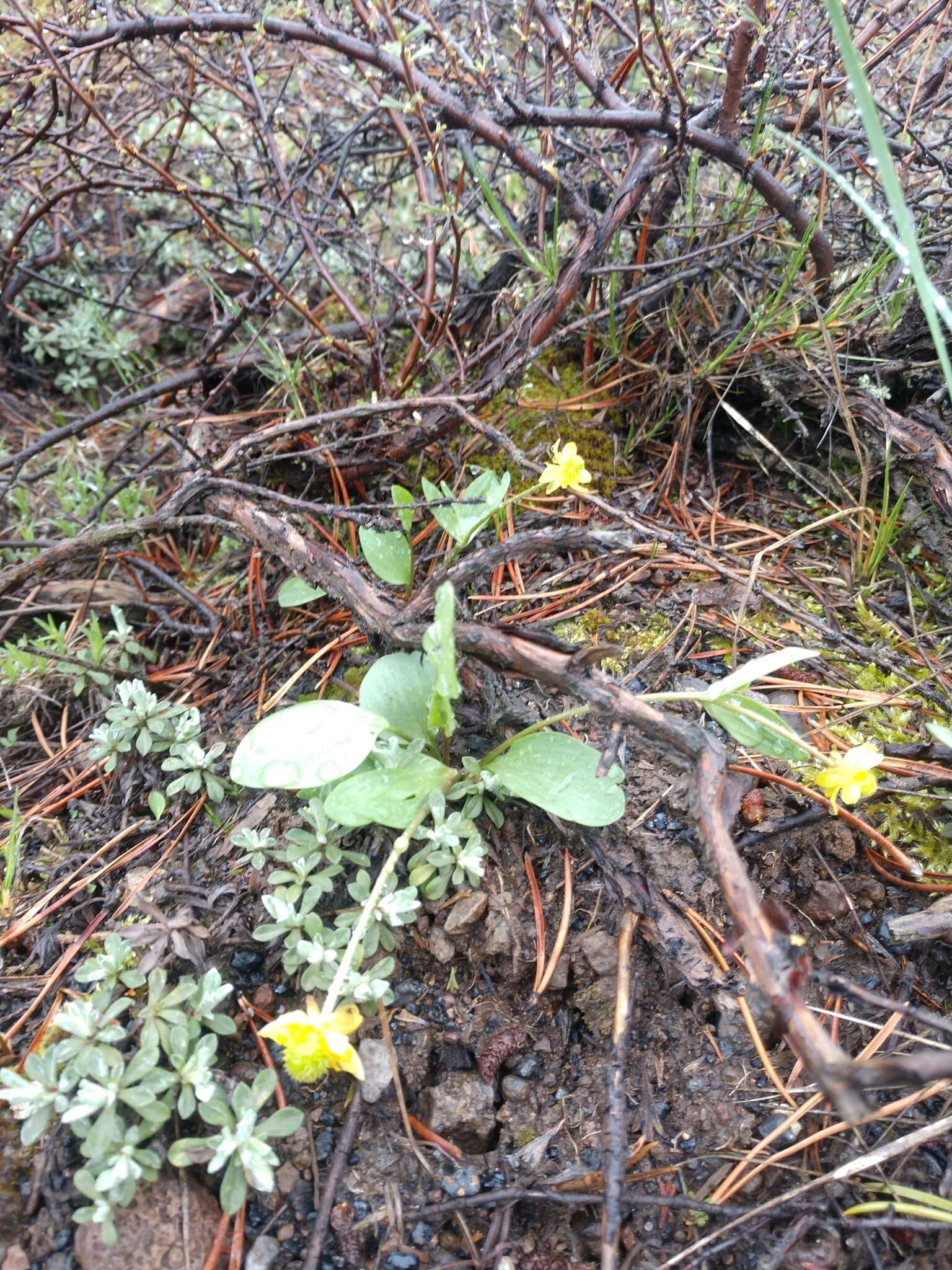 صورة <i>Ranunculus <i>glaberrimus</i></i> var. glaberrimus