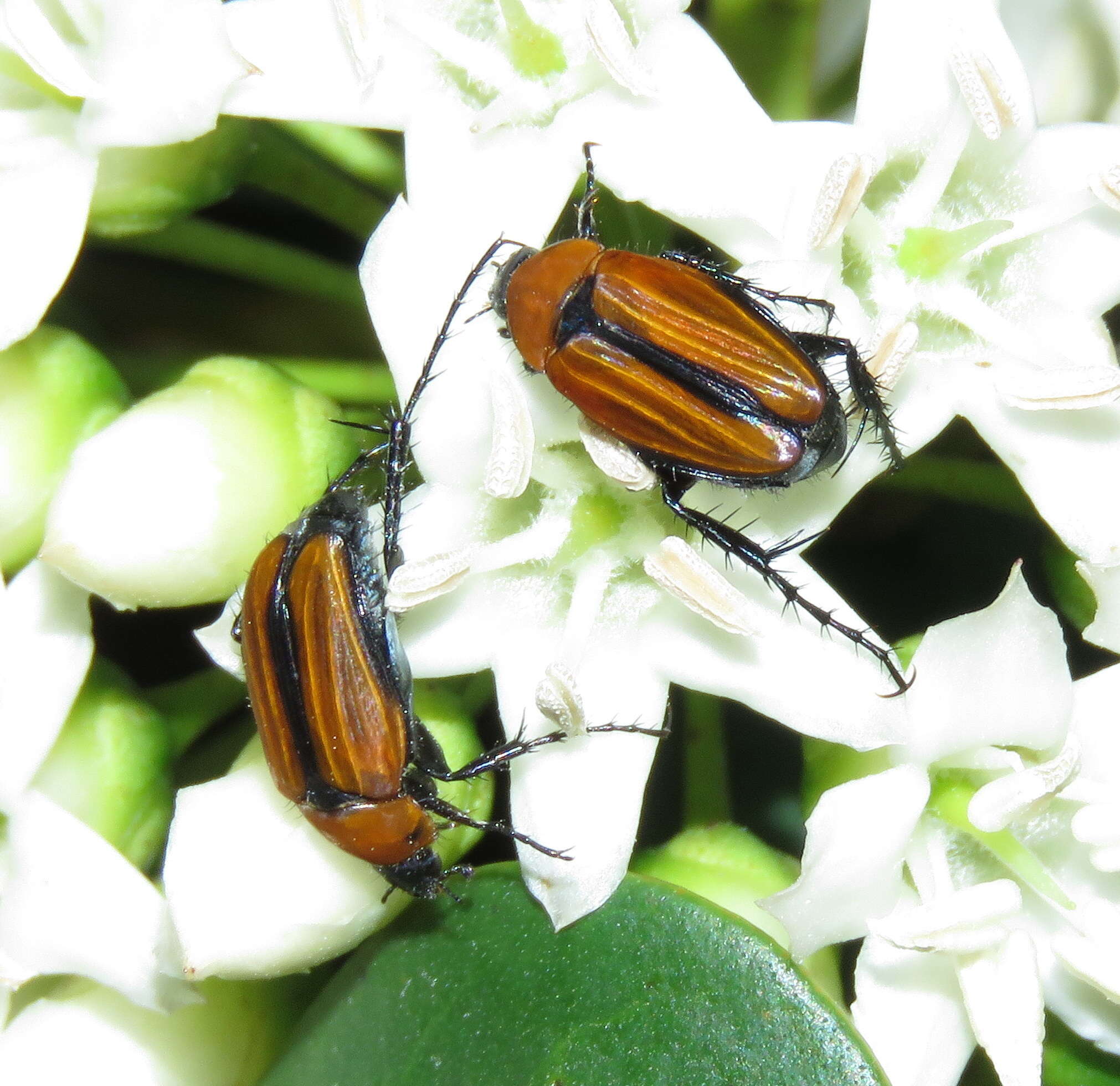 Image of Phyllotocus scutellaris MacLeay 1864