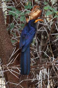 Image of Abyssinian Scimitar-bill