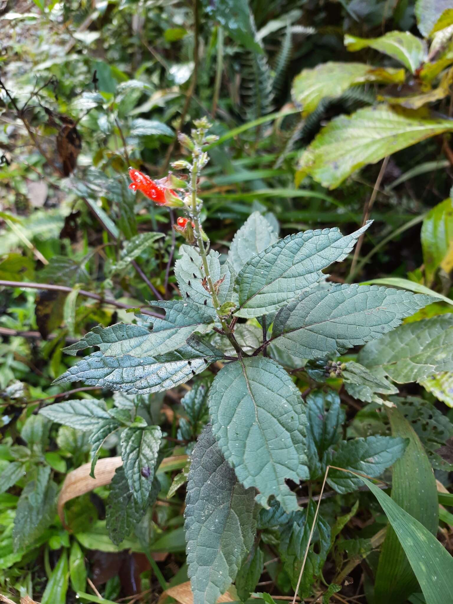 Image of Salvia melissiflora Benth.