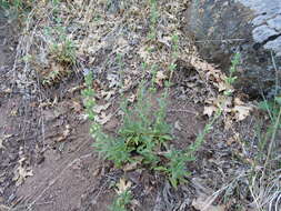 Image of Susanville beardtongue