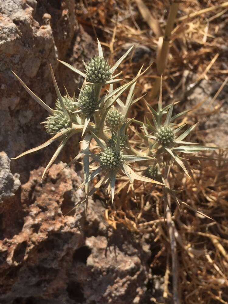 Image of Eryngium glomeratum Lam.