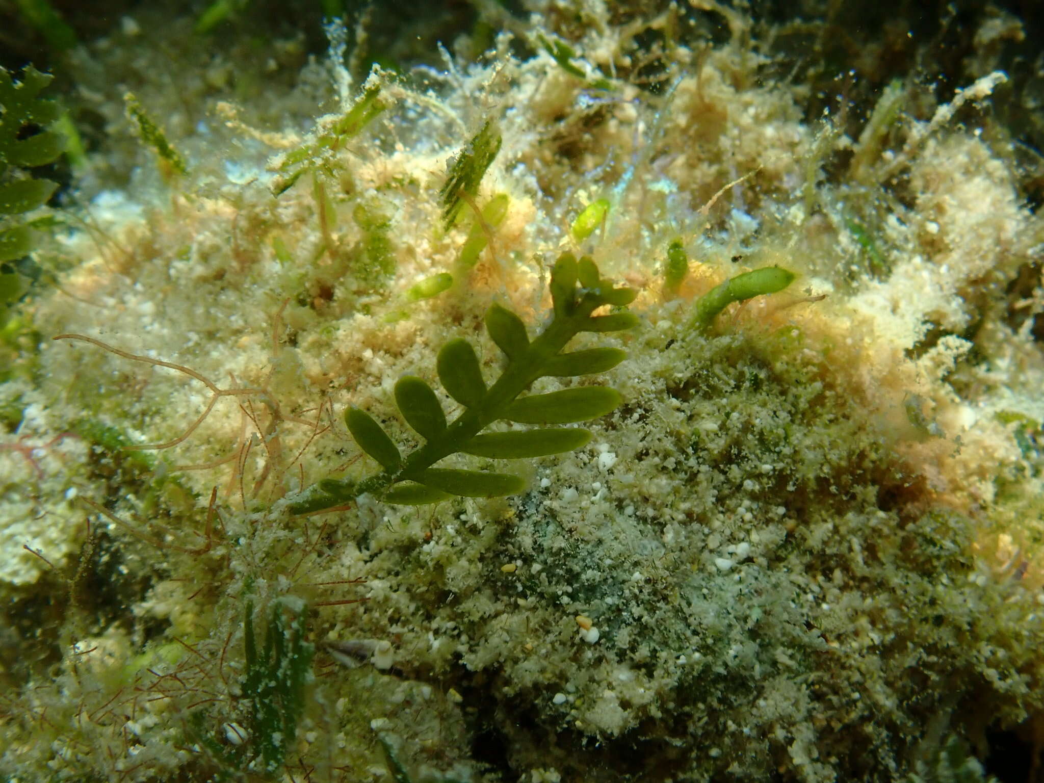 Image of Caulerpa mexicana