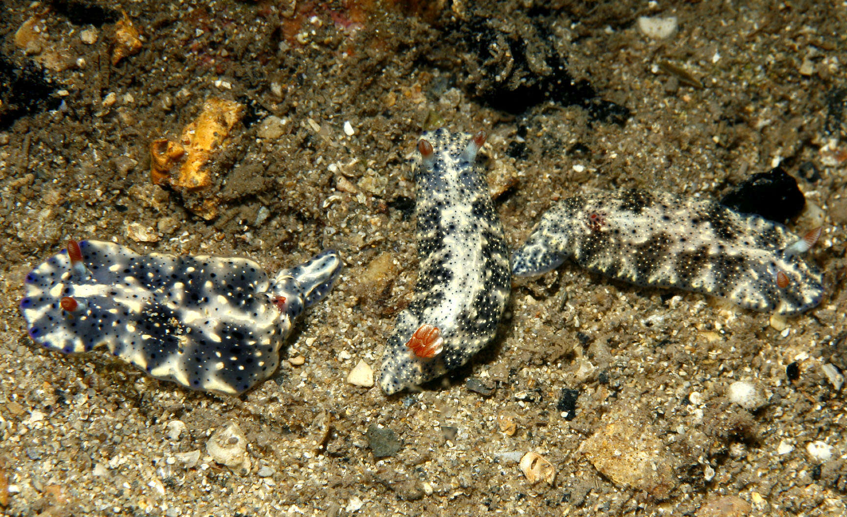 Image of Hypselodoris saintvincentius Burn 1962