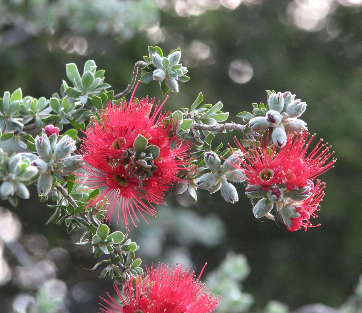 Image of Kunzea pulchella (Lindl.) A. S. George