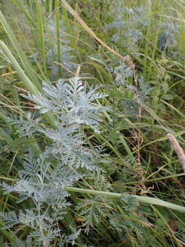 Imagem de Artemisia gmelinii Weber ex Stechmann