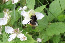 Image of bumblebee hoverfly