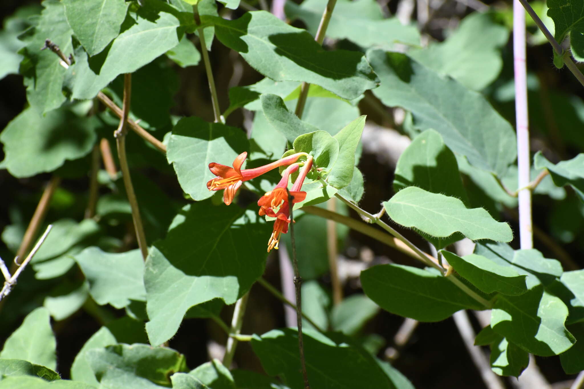 Image of Arizona honeysuckle