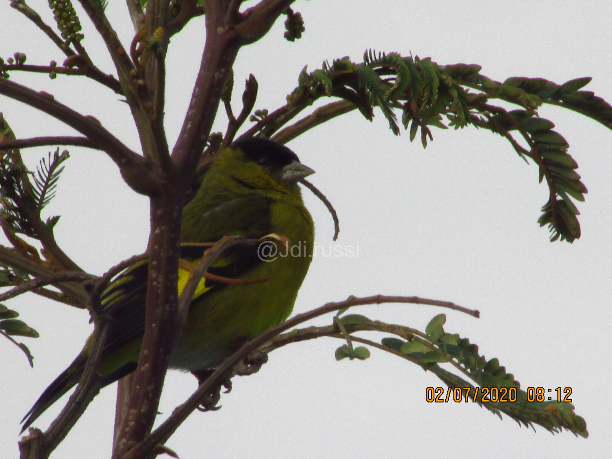 Spinus spinescens (Bonaparte 1850)的圖片