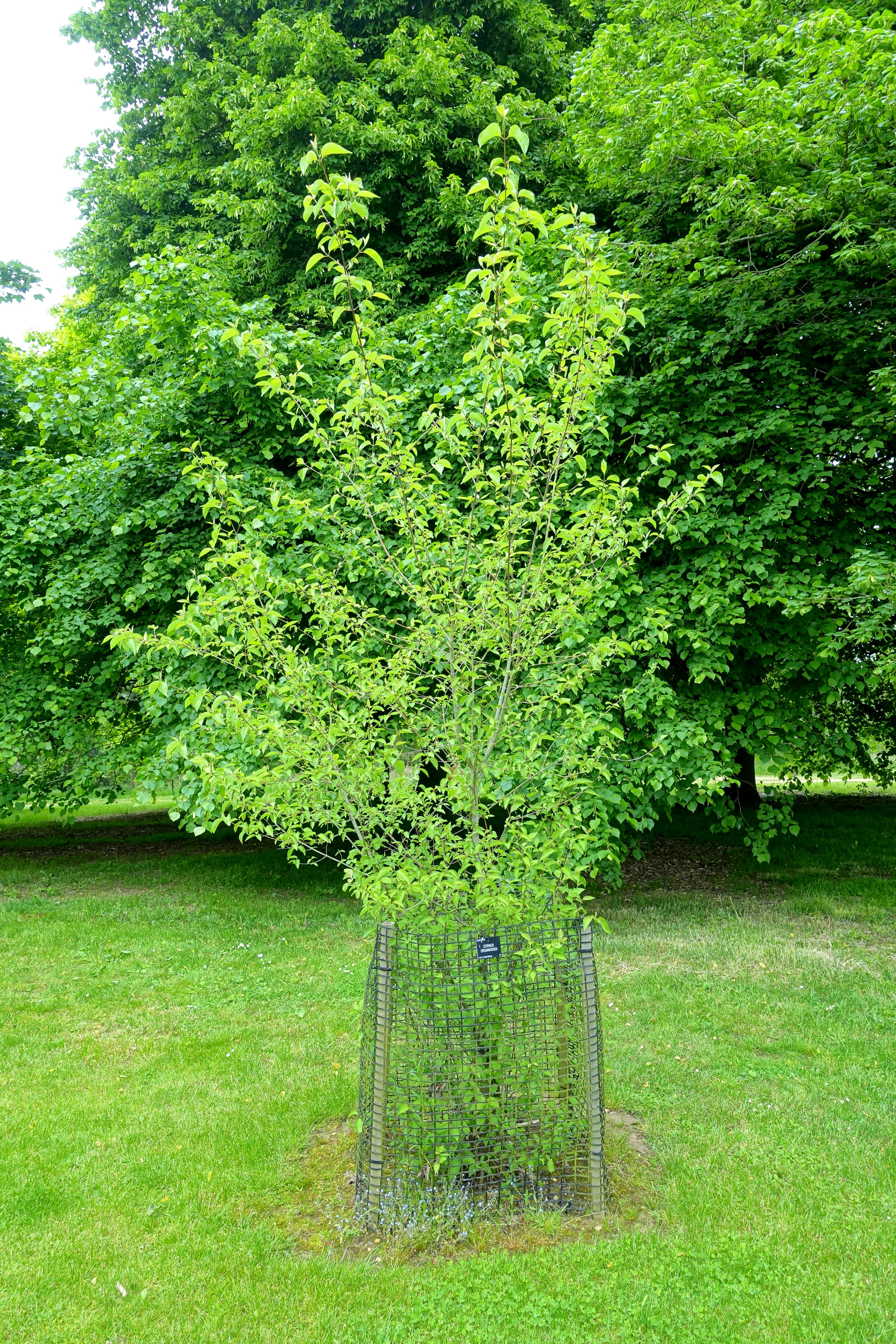 Image of roughleaf dogwood