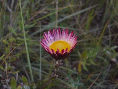 Image of Helichrysum wilmsii Moeser