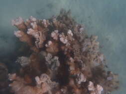 Montipora capitata (Dana 1846)的圖片