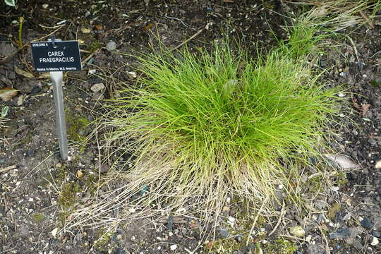 Image of clustered field sedge