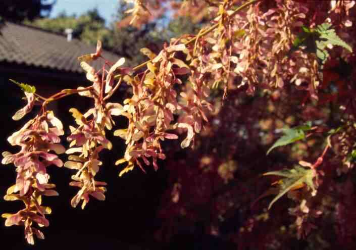 Image of Acer micranthum Sieb. & Zucc.