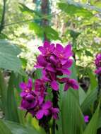 Image of Spathoglottis unguiculata (Labill.) Rchb. fil.