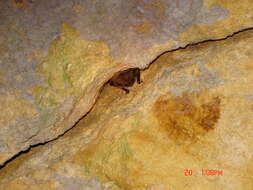 Image of whiskered bat, european whiskered bat