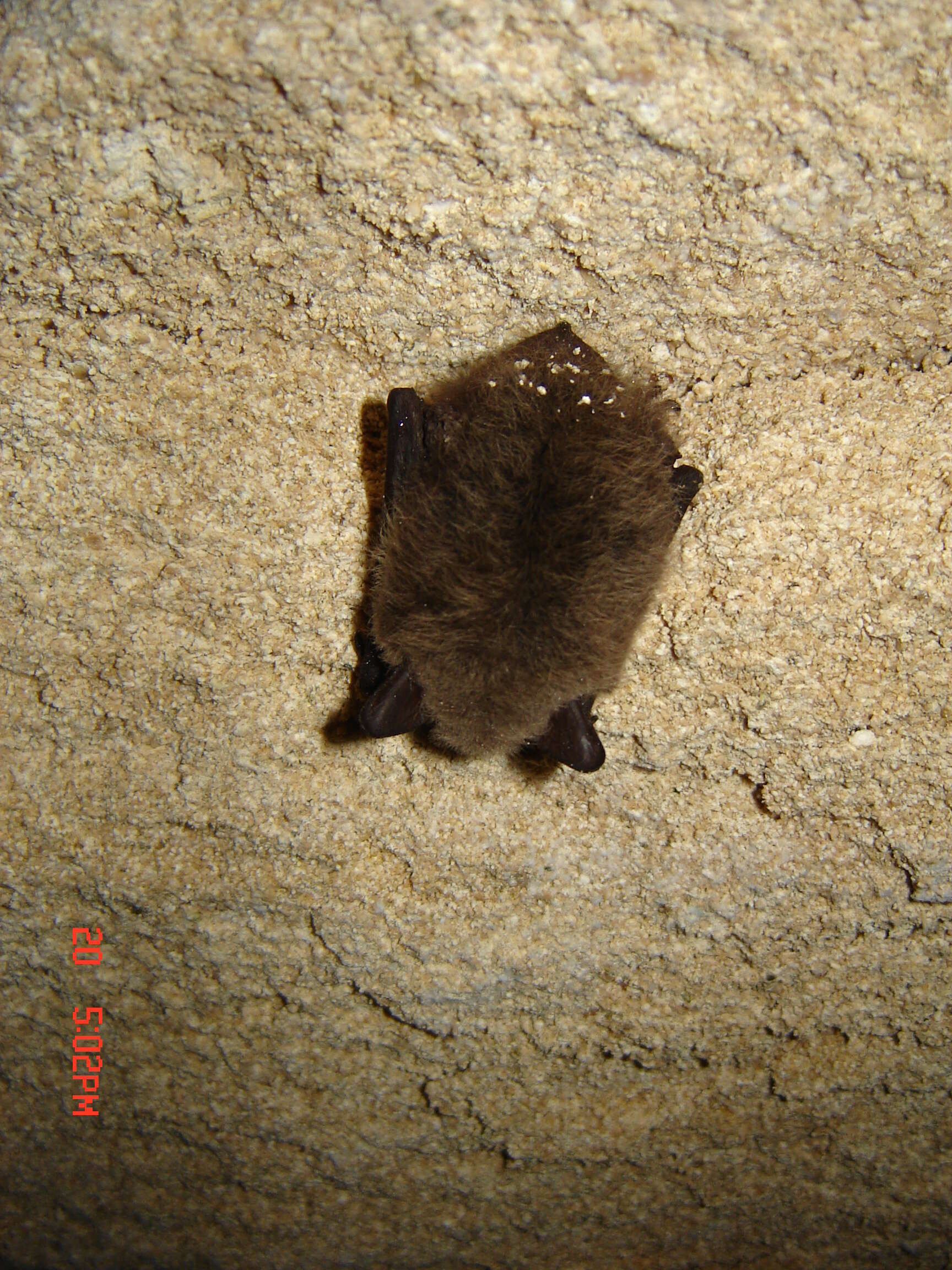 Image of whiskered bat, european whiskered bat