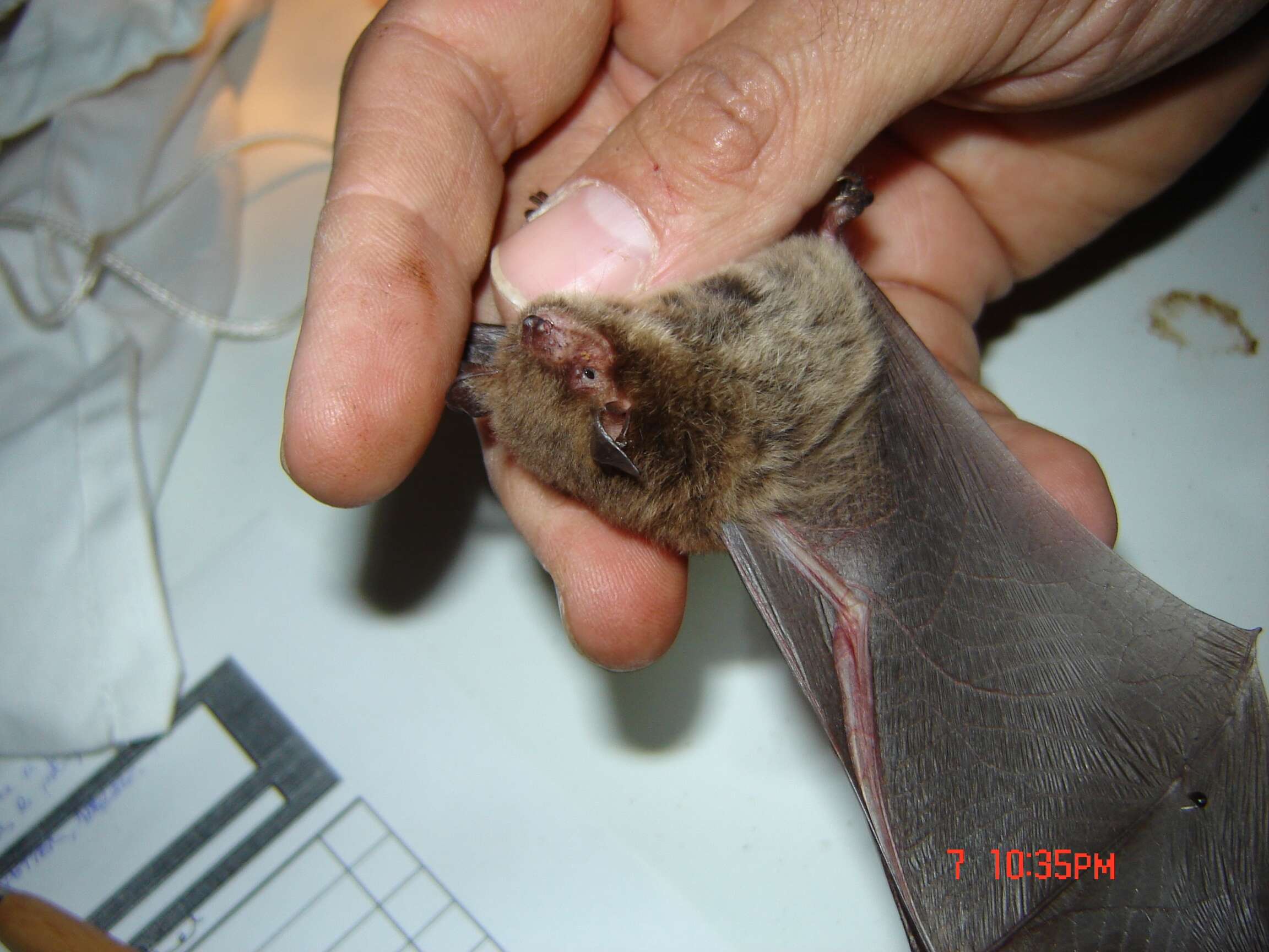 Image of Daubenton's Bat