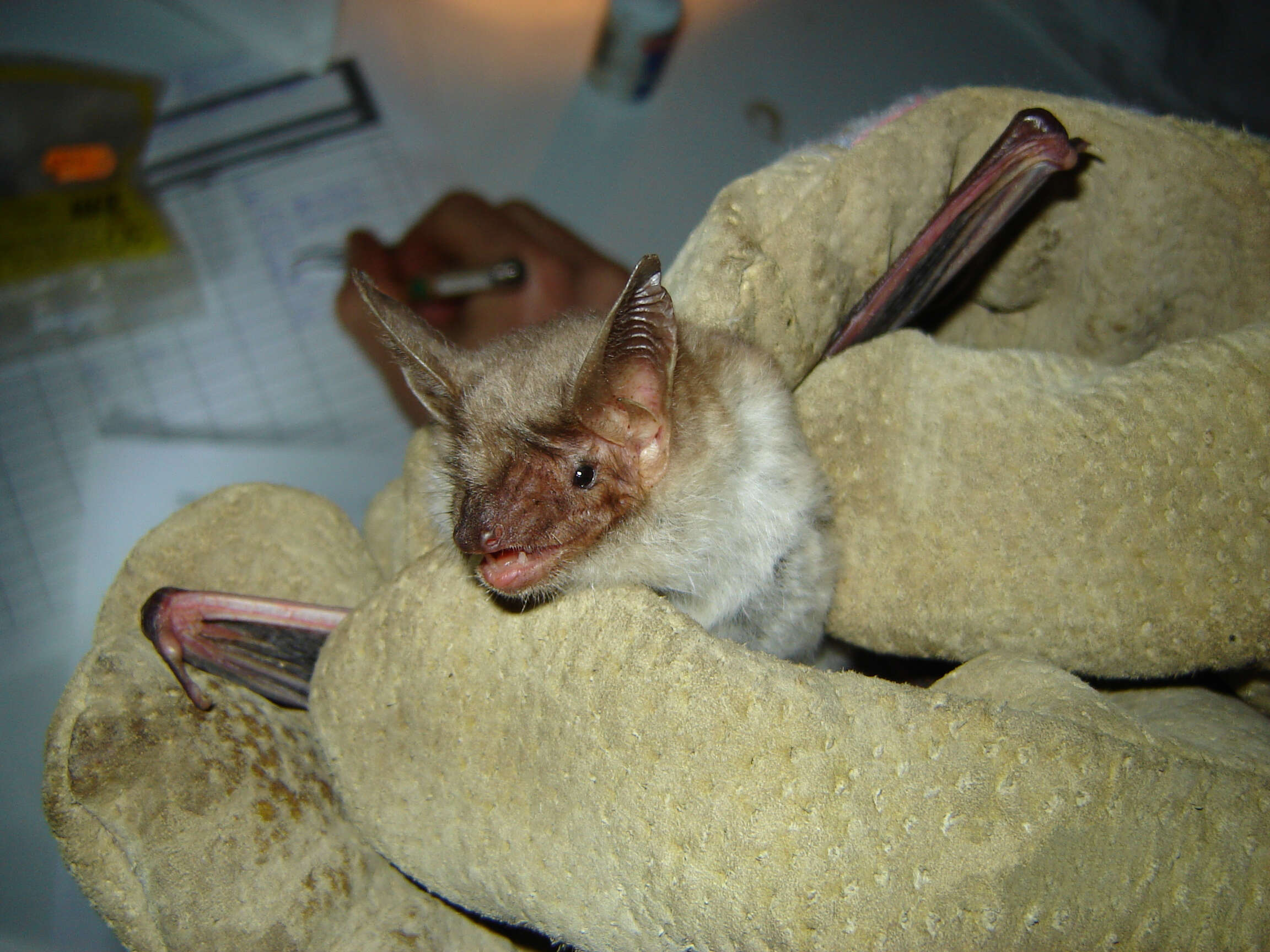 Image of Greater Mouse-eared Bat