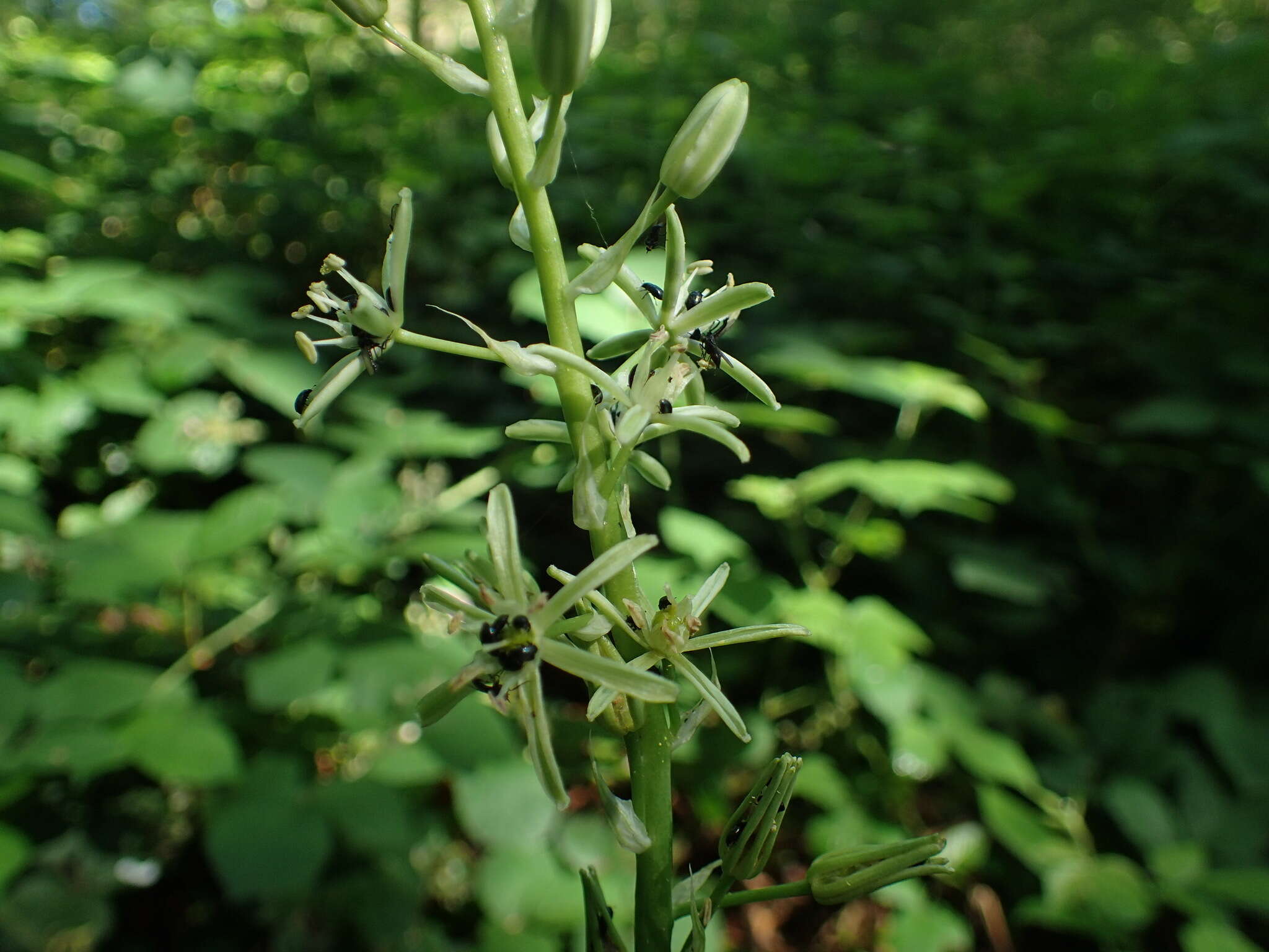 Слика од Ornithogalum pyrenaicum L.